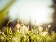 小学三年级学习语文的重点和方法