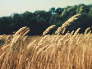 剑桥标准英语教程Touchstone 第二版学生用书电子版第四级+练习册